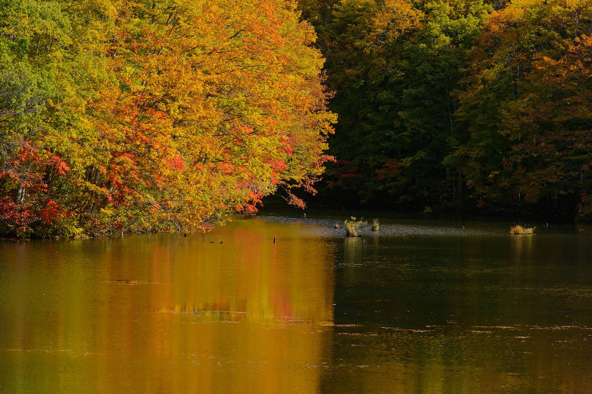 ホテリアアルトから徒歩圏内の五色沼